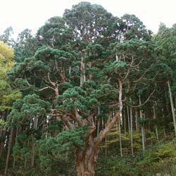 Cedro do Japo